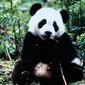 The Amazing Panda Adventure/Incredibilele aventuri ale ursuletului Panda
