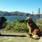 Homeward Bound II: Lost in San Francisco/Călătoria 2: Rătăciți în San Francisco
