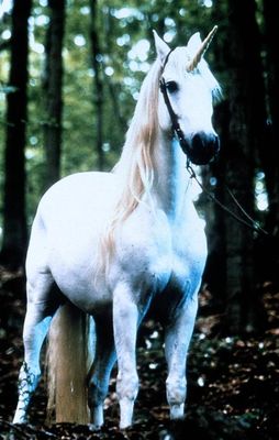 Nico the Unicorn