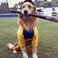 Foto 10 Air Bud: Seventh Inning Fetch