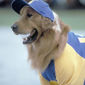 Foto 3 Air Bud: Seventh Inning Fetch