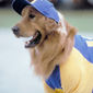 Foto 8 Air Bud: Seventh Inning Fetch