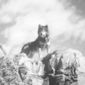 White Fang 2: Myth of the White Wolf/Colț Alb 2: Mitul lupului alb