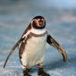Foto 12 Amundsen der Pinguin