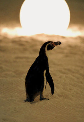 Amundsen der Pinguin
