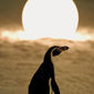 Amundsen der Pinguin/Pinguinul Amundsen
