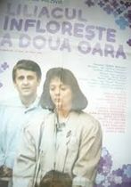Liliacul înflorește a doua oară