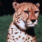 Foto 7 Cheetah