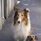 Foto 25 Lassie