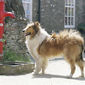 Foto 11 Lassie