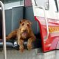 Firehouse Dog/Cățelul pompier
