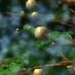Foto 22 Praslea cel voinic si merele de aur