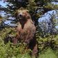 Grizzly Man/Omul grizzly