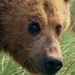 Grizzly Man/Omul grizzly