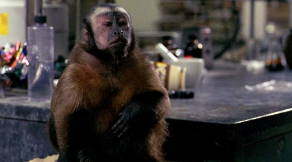 Monkey Shines