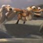 Ice Age: Dawn of the Dinosaurs/Epoca de gheață 3: Apariția dinozaurilor