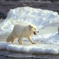 Foto 11 Arctic Tale