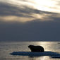 Foto 15 Arctic Tale