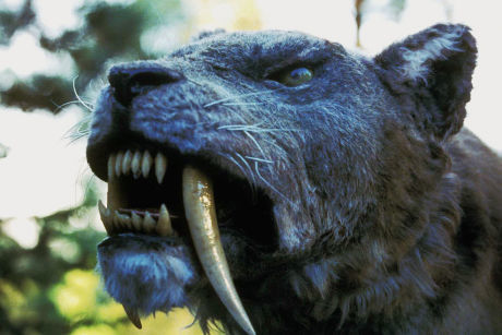 Sabretooth