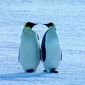 Farce of the Penguins/Amor de pinguin