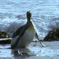 Farce of the Penguins/Amor de pinguin