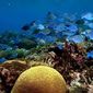 Foto 30 Coral Reef Adventure