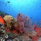 Foto 28 Coral Reef Adventure