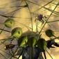 Foto 33 Bionicle 3: Web of Shadows