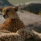 Foto 31 Africa: The Serengeti