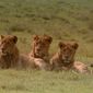 Foto 20 Africa: The Serengeti