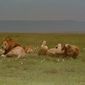 Foto 21 Africa: The Serengeti