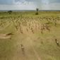 Foto 6 Africa: The Serengeti
