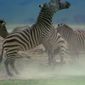 Foto 22 Africa: The Serengeti