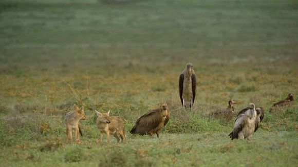Africa: The Serengeti