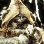 Imagine din galeria filmului The Ewok Adventure