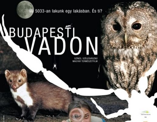 Budapesti vadon poster