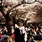 Kirschblüten - Hanami/Flori de cireș
