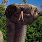 Komodo vs. Cobra/Insula creaturilor