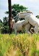 Film - The Muzzled Horse of an Engineer in Search of Mechanical Saddles