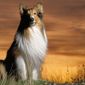 Lassie/Lassie