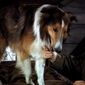 Foto 1 Son of Lassie