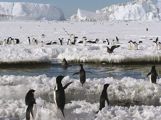 Encounters at the End of the World