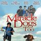 Poster 3 Miracle Dogs Too