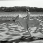 Crin blanc: Le cheval sauvage/Coamă Albă