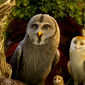 Foto 11 Legend of the Guardians: The Owls of Ga'Hoole