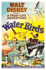 Poster Water Birds
