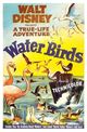 Film - Water Birds