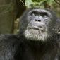 Foto 30 Chimpanzee