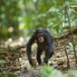 Foto 2 Chimpanzee