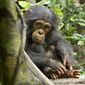 Foto 26 Chimpanzee